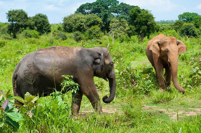 Half Day Udawalawe Safari from Kalutara (Entrance + Lunch) - Lunch after the safari