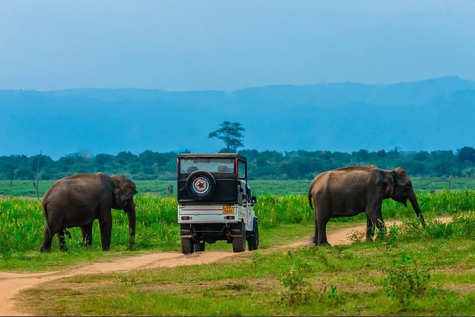 Half Day Udawalawe Safari from Kalutara (Entrance + Lunch) - The 6 a.m. departure from Kalutara