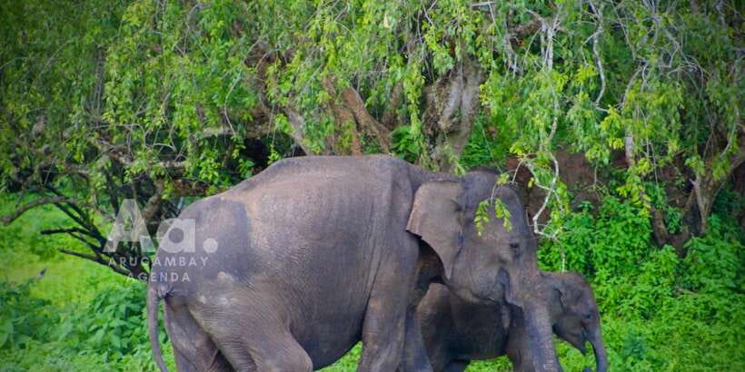 Half-Day Wild Safari in Yala National Park - Key points at a glance