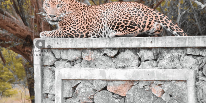 Half-Day Wild Safari in Yala National Park - Who should book this safari?
