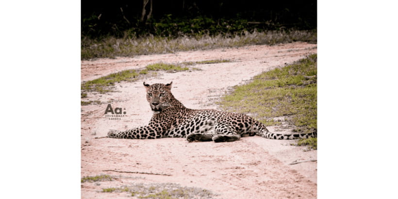 Half-Day Wild Safari in Yala National Park - Why this half-day Yala safari works