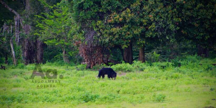 Half-Day Wild Safari in Yala National Park - Four hours among Yala’s animals