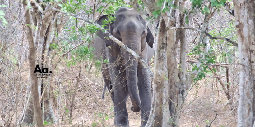 Half-Day Wild Safari in Yala National Park - Morning light or an evening run