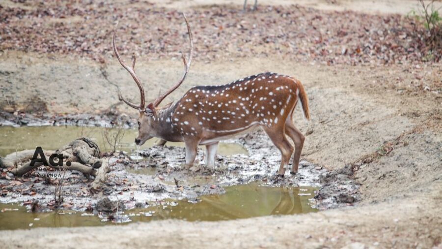 Half-Day Wild Safari in Yala National Park - Rock formations, caves, and a break with King coconut