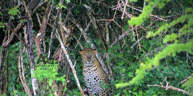 Half-Day Wild Safari in Yala National Park - The driver can make the difference