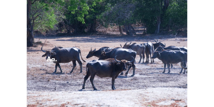 Half-Day Wild Safari in Yala National Park - Practical limits you should know