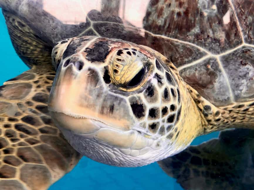 Hambantota Port: Galle Fort ,River Safari & Sea Turtle Visit - Kosgoda turtle conservation and the reality behind the visit