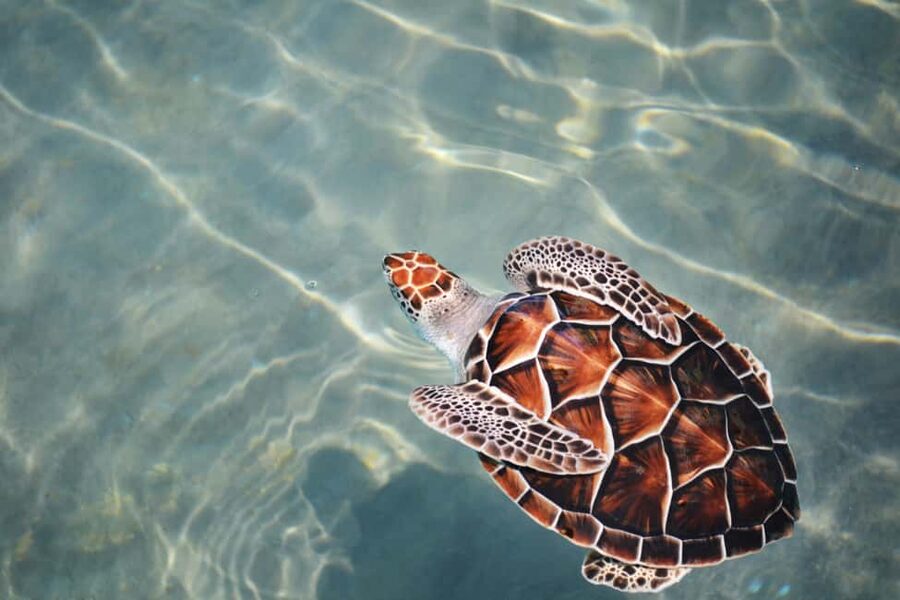 Hambantota Port: Galle Fort ,River Safari & Sea Turtle Visit - Hikkaduwa Beach and the chance to see turtles in the water