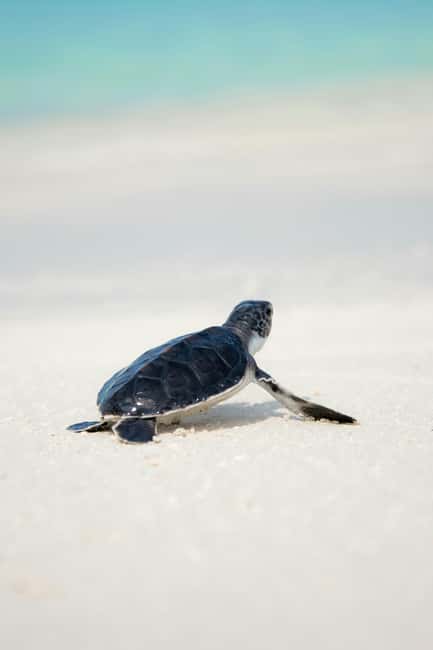 Hambantota Port: Galle Fort ,River Safari & Sea Turtle Visit - Walking through Galle Fort