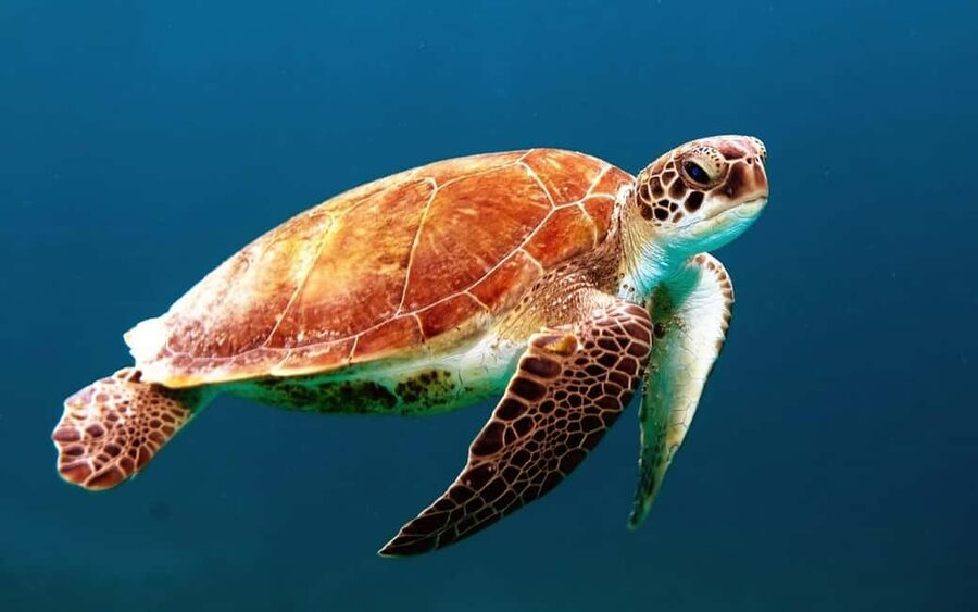 Hambantota Port: Galle Fort ,River Safari & Sea Turtle Visit - Transport, guide service, and the cruise-ship question