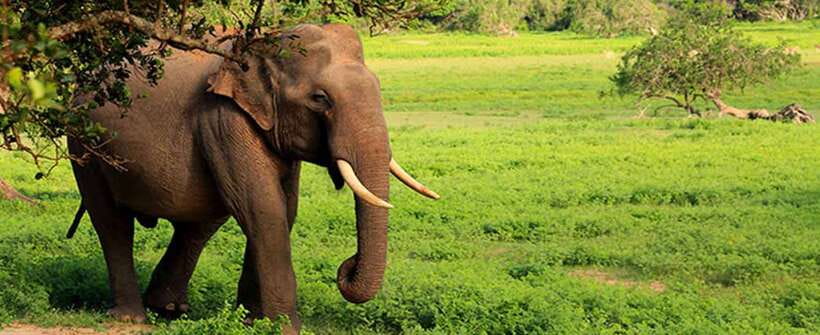 Hambantota Port: Udawalawe Safari Tour & Transit Home Visit - What the $51 price really covers