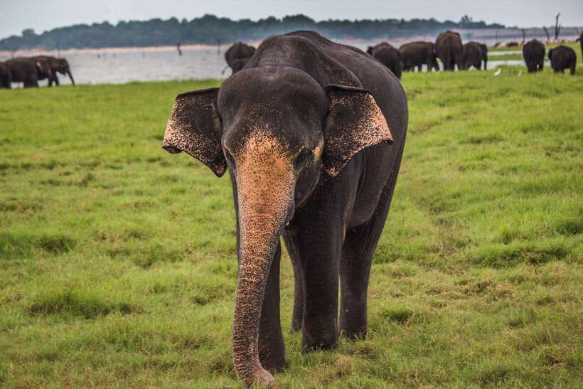 Hambantota Port: Udawalawe Safari Tour & Transit Home Visit - Who should choose this outing
