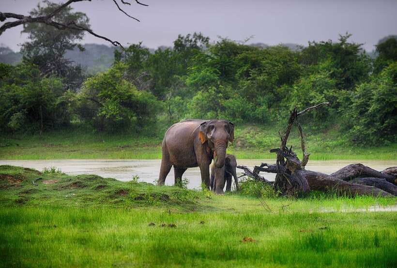 Hambantota Port: Udawalawe Safari Tour & Transit Home Visit - The Udawalawe jeep safari