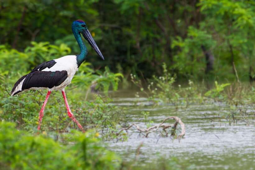 Hambantota Port: Yala National Park Safari (Shore Excursion) - Booking, cancellation, and overall rating