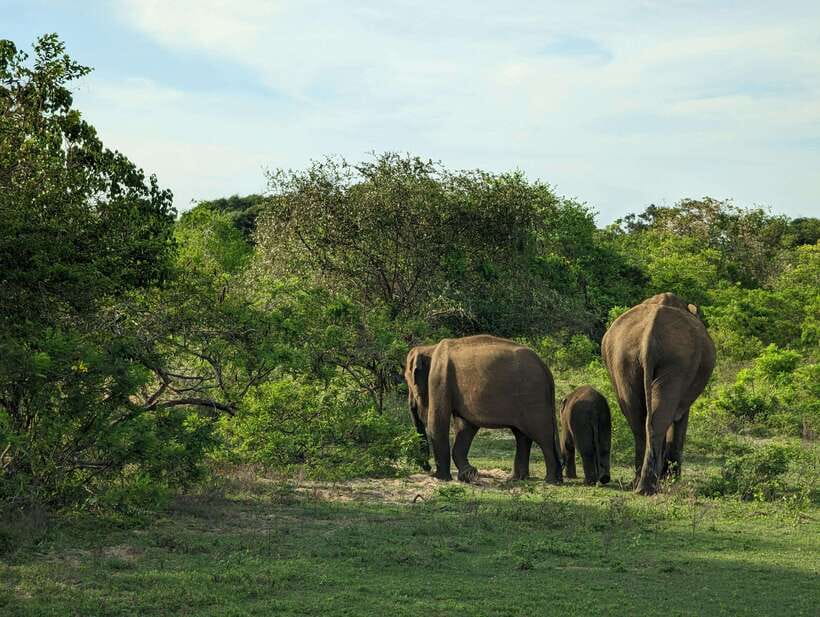Hambantota Shore Excursion: Village and Cultural tour - A village visit that may not follow the brochure exactly