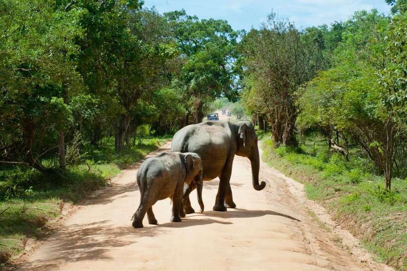 Hambantota Shore Excursion: Village and Cultural tour - Who should book this Hambantota excursion?