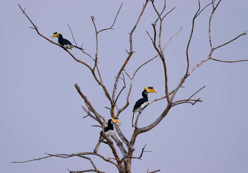 Hambantota Shore Excursion: Village and Cultural tour - Should you book it?
