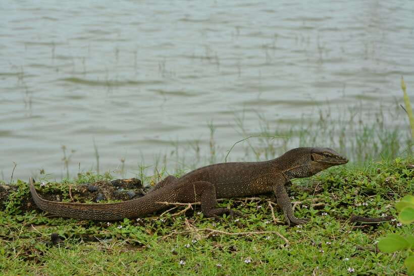 Hambantota Shore Excursion: Village and Cultural tour - Temples, customs, and the practical side of visiting