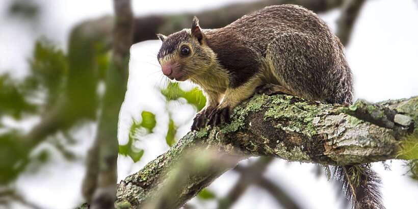 Hambantota: Yala National Park Wildlife Safari in a 4x4 - Practical ways to make the day better