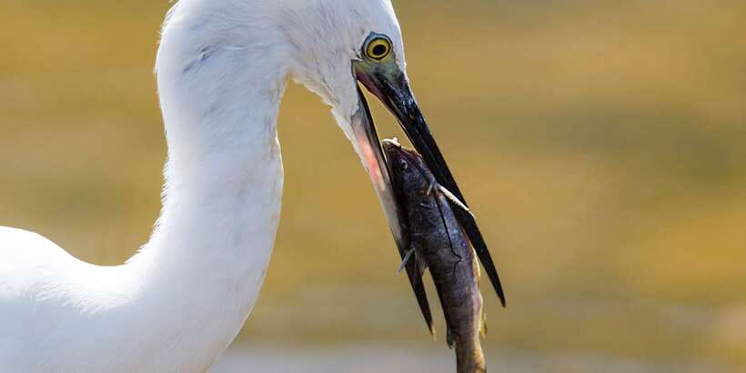 Hambantota: Yala National Park Wildlife Safari in a 4x4 - Starting from Hambantota or the cruise port