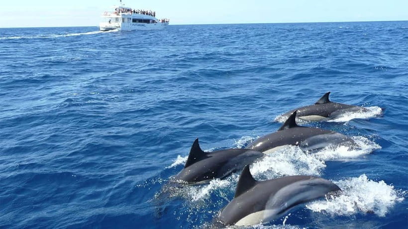 Hikkaduwa/Galle/Ahangama: Whale Watching Tour in Mirissa - Key points to know before you book
