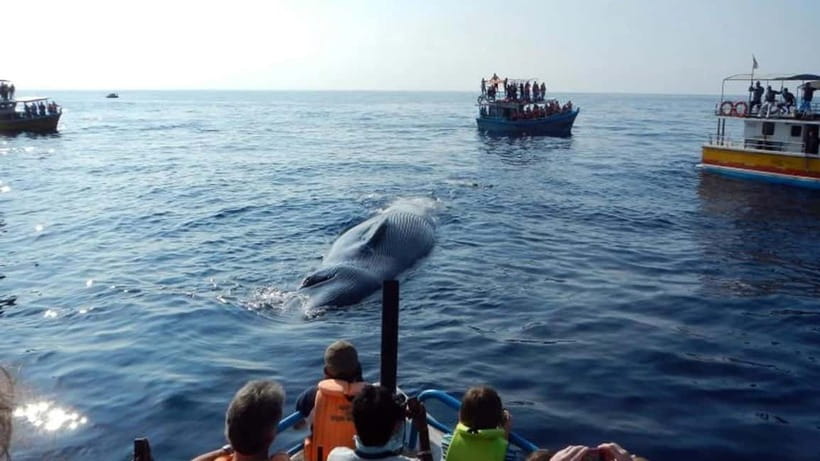 Hikkaduwa/Galle/Ahangama: Whale Watching Tour in Mirissa - Why Mirissa is the right setting for a whale watch