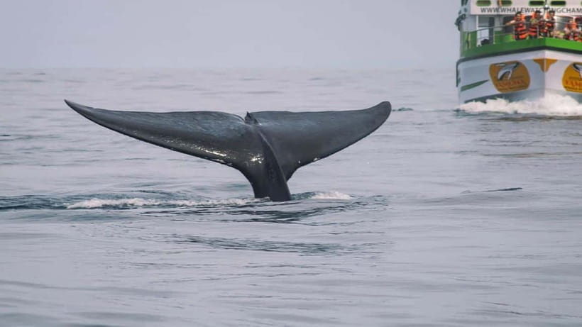 Hikkaduwa/Galle/Ahangama: Whale Watching Tour in Mirissa - What the marine-life commentary adds
