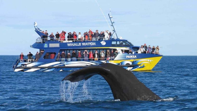 Hikkaduwa/Galle/Ahangama: Whale Watching Tour in Mirissa - Who will enjoy this small-group outing