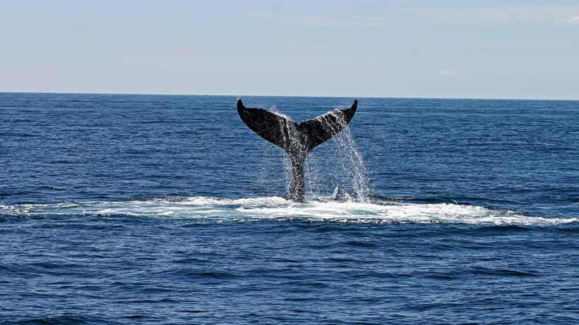 Hikkaduwa/Galle/Ahangama: Whale Watching Tour in Mirissa - The early transfer from Hikkaduwa, Galle, or Ahangama