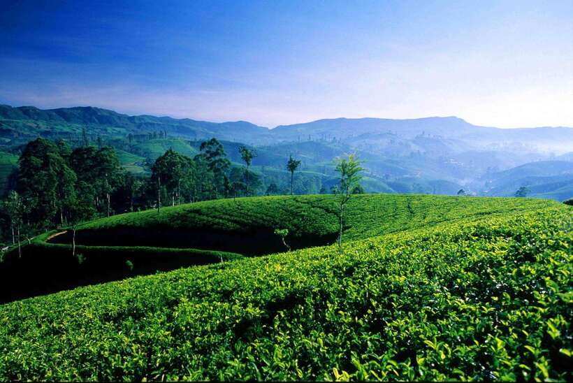 Hikkaduwa/Galle/Mirissa/Hiriketiya/Tangalle:Day Trip to ELLA - Uva Halpewatte Tea Factory