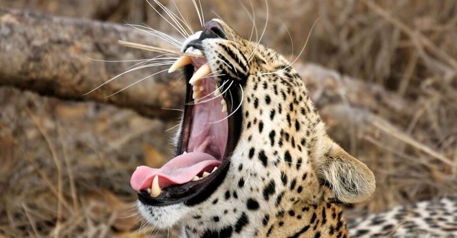 Hikkaduwa/Galle/Weligama/Mirissa/Tangalle: Yala Safari Tour - Should you book it?