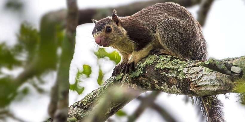 Hikkaduwa/Galle/Weligama/Mirissa/Tangalle: Yala Safari Tour - Booking tips for a better day