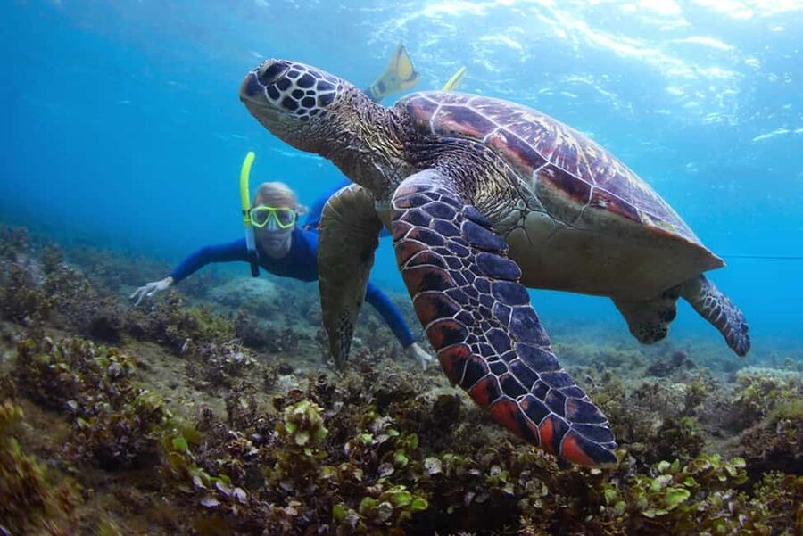 Hikkaduwa Snorkeling Tour: 2 Hours of Underwater Adventure - Key points to know before you book