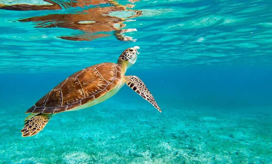 Hikkaduwa Snorkeling Tour: 2 Hours of Underwater Adventure - Two hours around Hikkaduwa Beach