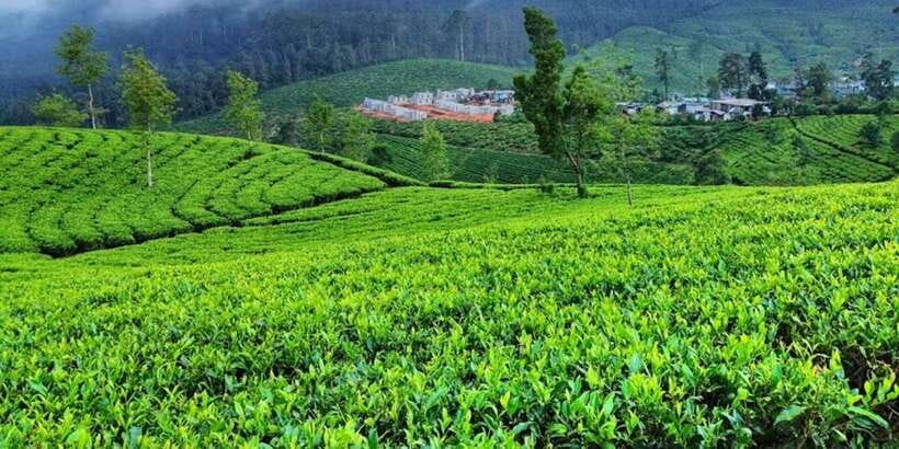 Horton plains: Discover real essence of central highland - Price, extra costs, and booking judgment