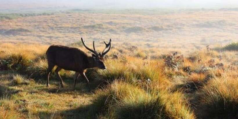 Horton plains: Discover real essence of central highland - Walking Horton Plains to Baker’s Falls and World’s End