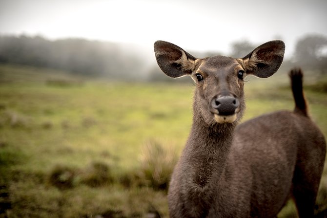 Horton Plains National Park Entrance Ticket with Guide - Mini World’s End and World’s End