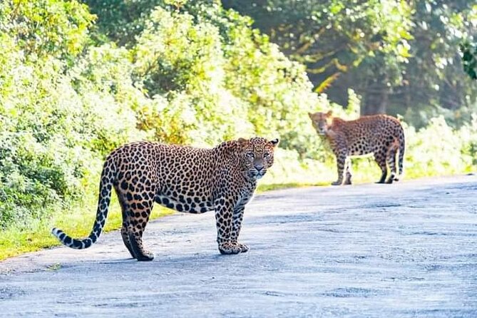 Horton Plains National park in Nuwara eliya - Booking details worth confirming