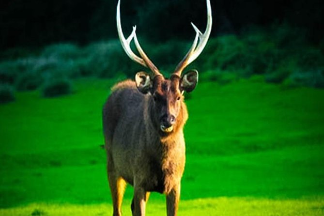 Horton Plains-World's End Tour From Nuwaraeliya - Wildlife spotting with a private guide