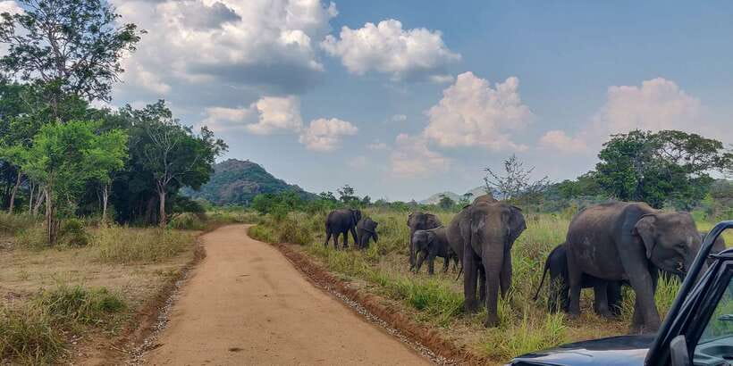 Hurulu Eco Park: 3-Hour Morning or Evening Safari - Why Hurulu Eco Park matters in Sri Lanka’s dry zone