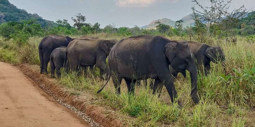 Hurulu Eco Park: 3-Hour Morning or Evening Safari - Leopards, cats, tortoises, and birds