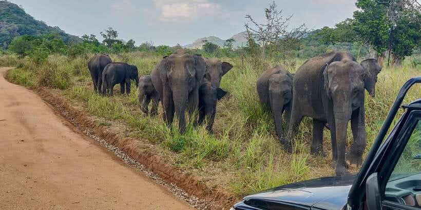 Hurulu Eco Park: 3-Hour Morning or Evening Safari - How the driving affects your day