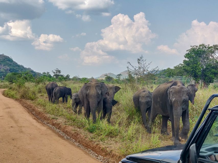Hurulu Eco Park: 3-Hour Morning or Evening Safari - Who will get the most from this safari