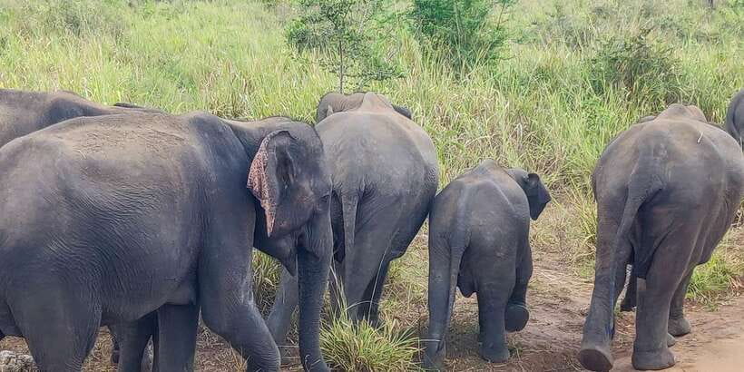 Hurulu Eco Park: 3-Hour Morning or Evening Safari - What to bring and what to leave behind