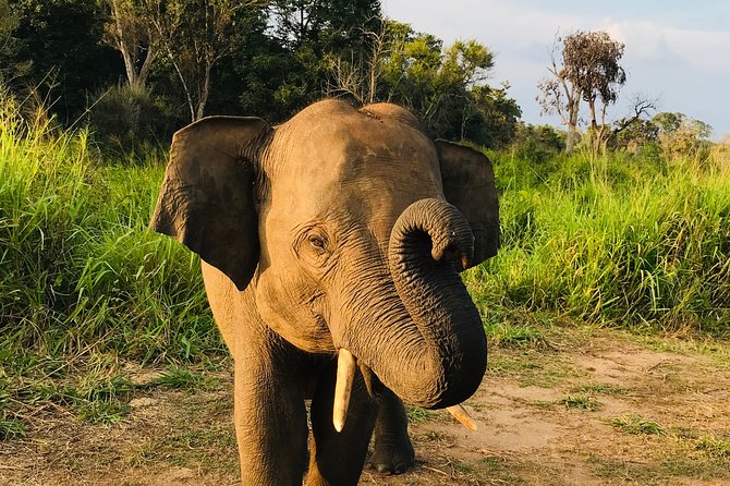 Hurulu Eco Park Half Day Safari - Why Minneriya makes a strong afternoon safari