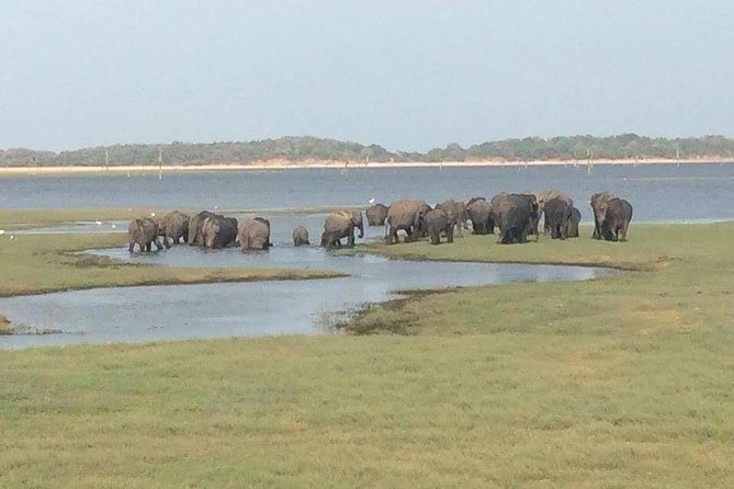 Hurulu eco park jeep safari - An elephant safari near Sigiriya with a practical time limit