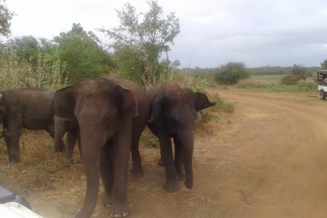 Hurulu eco park jeep safari - Watching elephants near the lake