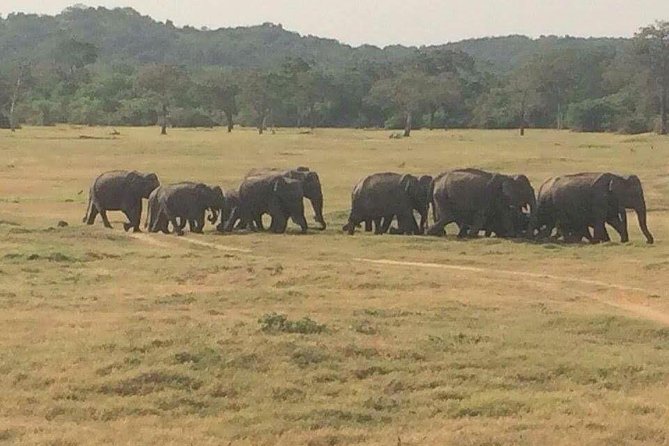 Hurulu eco park jeep safari - What to pack and how to prepare
