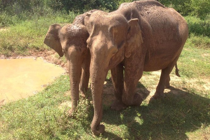 Hurulu eco park jeep safari - Communication and service expectations