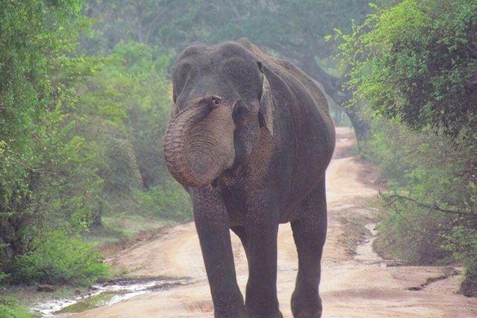 Hurulu eco park jeep safari - Why the private Jeep format matters